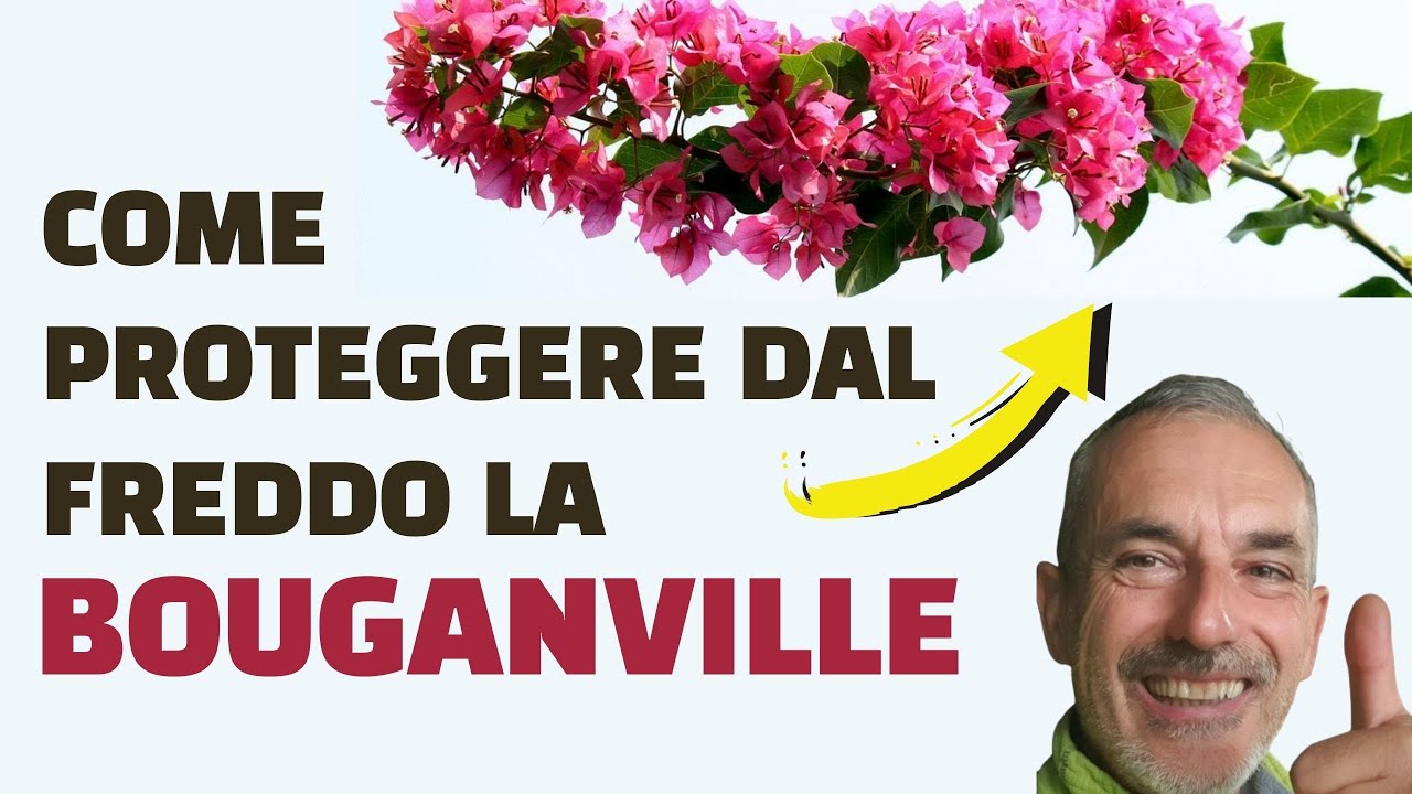 La Bouganville al nord resiste? Ecco come fare!