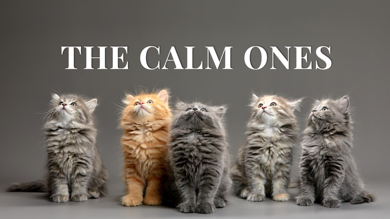 Top 5 Best Cat Breeds for Families & Beginners