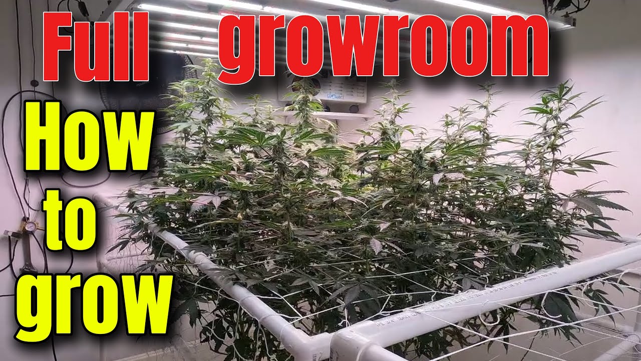 HOW I GROW POUNDS OF WEED AT HOME , SO EASY