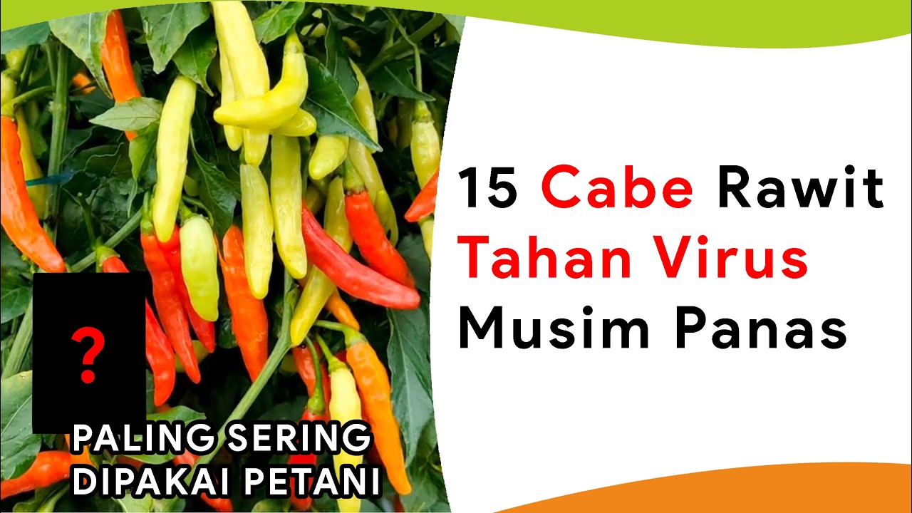 15 Benih Cabe Rawit Paling Tahan Virus, Kekeringan dan Cocok Musim Panas