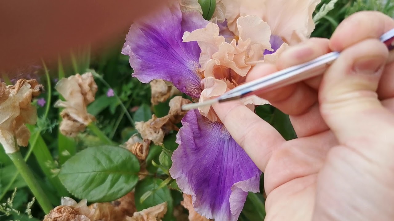 How to hand pollinate Irises. Iris flower anatomy, pollination technique and seed pod development