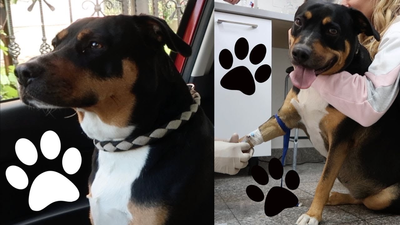 Kaylie mora na operaciju