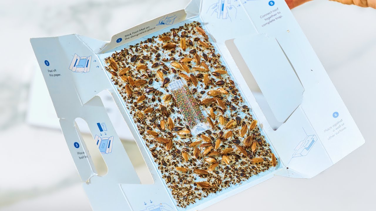 🪳 Secret Hack to Kill Roaches FAST &ndash; Why Shieldeck Roach Trap is the Ultimate Game-Changer!