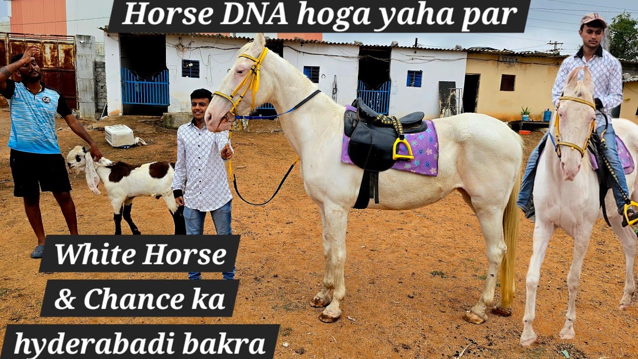 White horse available in Hyderabad | Nukri ghodi | Sasta hyderabadi breeder bakra in Hyderabad