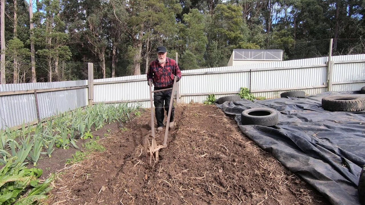 What am I planting now? (August 2021)