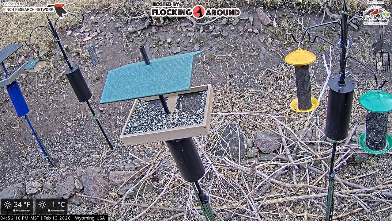 02/13/2026 - Bird Feeder Livestream from Flocking Around HQ