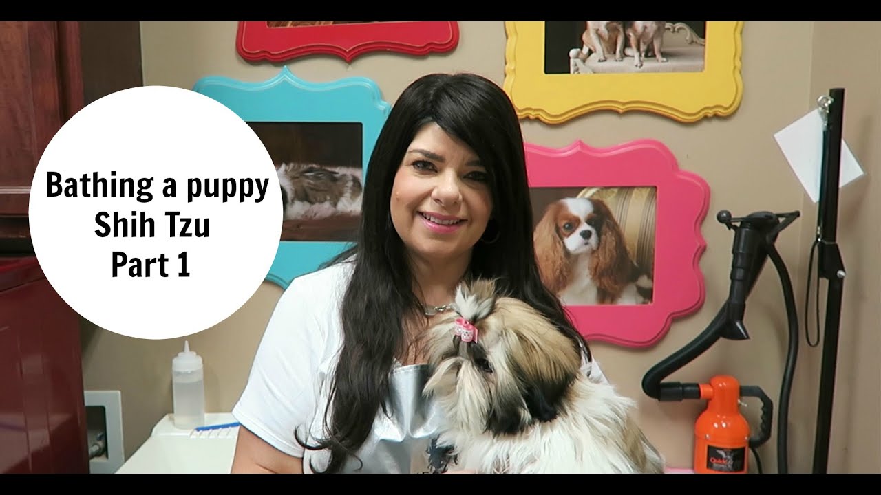 Giving a Shih Tzu puppy a bath