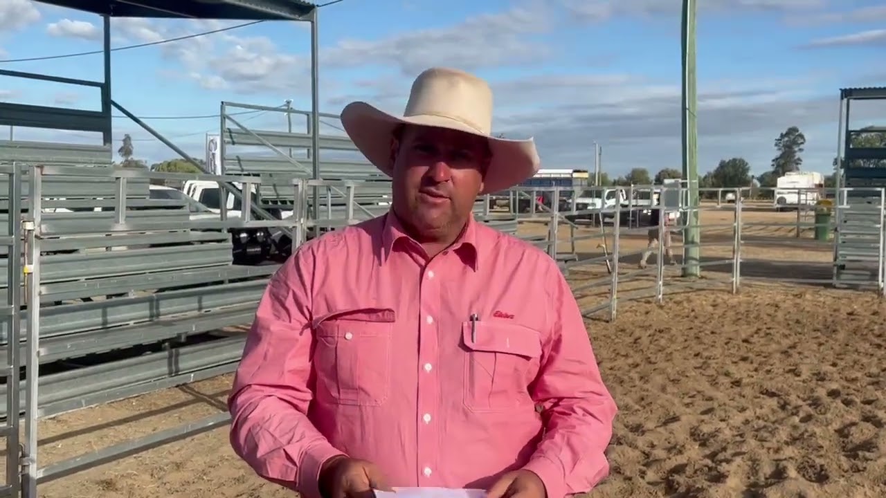 Elders Ag-Grow Elite Horse Sale