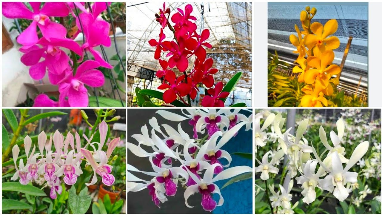 live sale vanda mokara yukkss