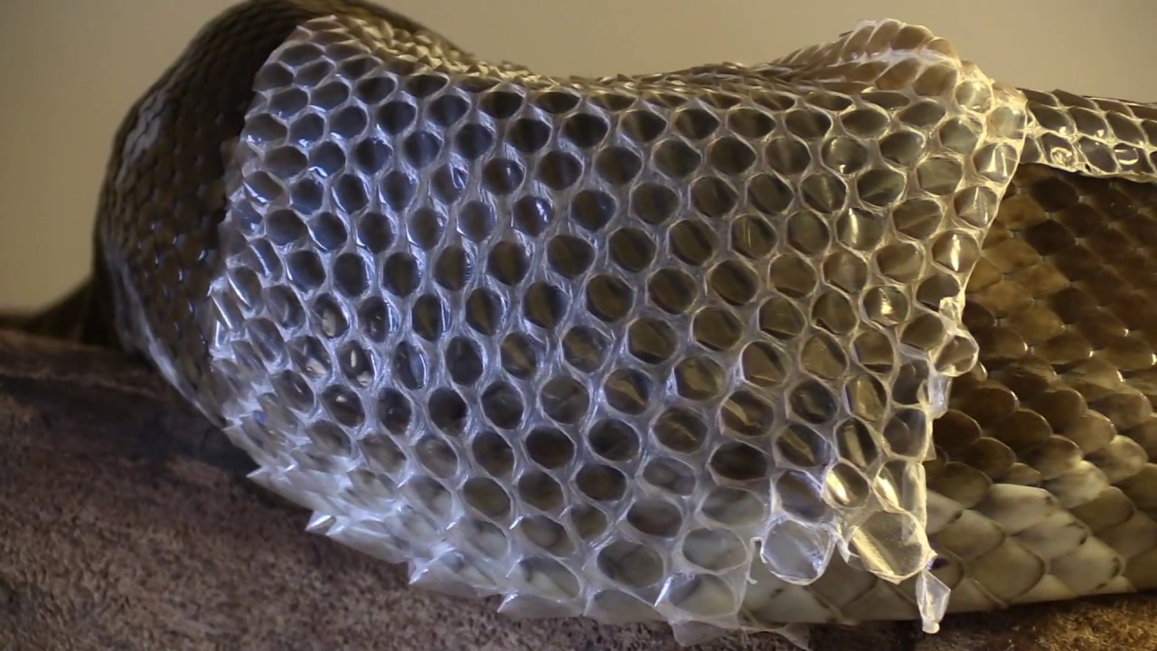 Satisfying Shots of Python Shedding Skin