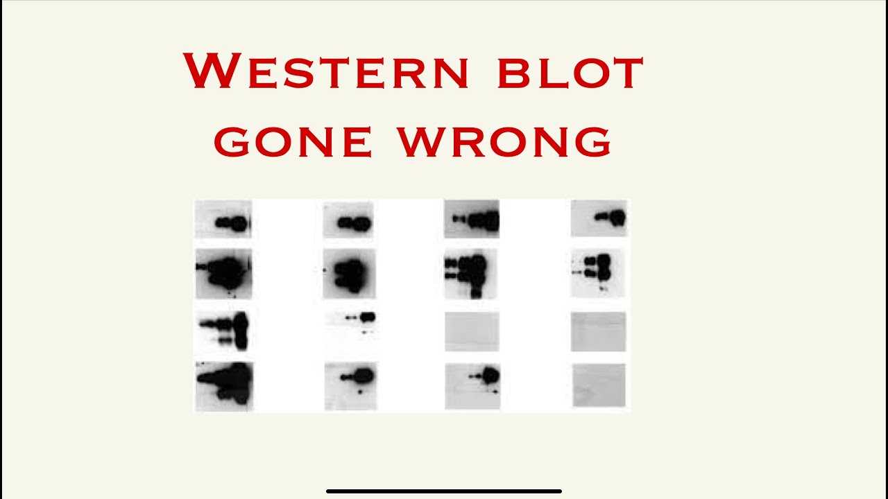 Western blot gone wrong | For a better blot | Western blot troubleshooting |