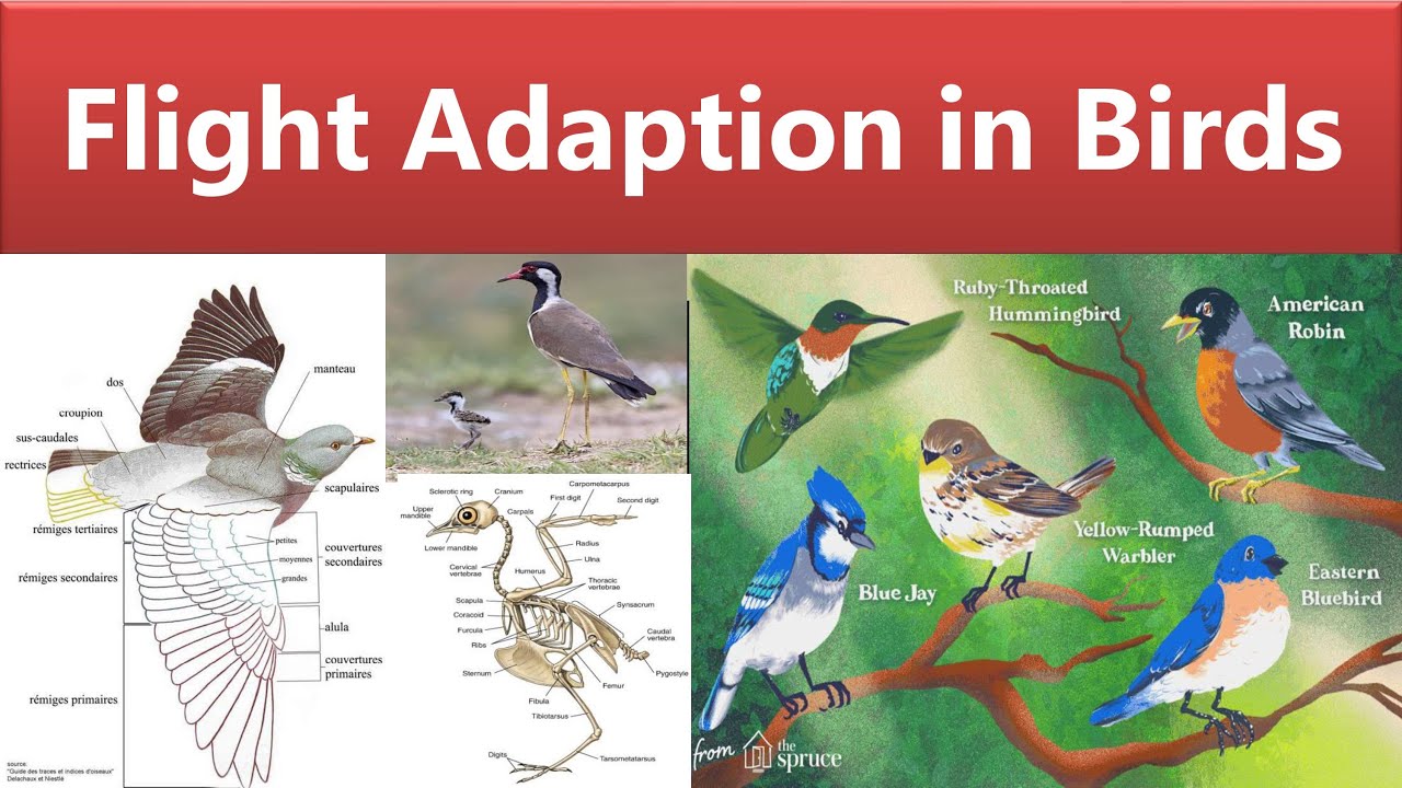 Flight Adaptations in Birds | Aerial adaptation in birds | Adaptations
