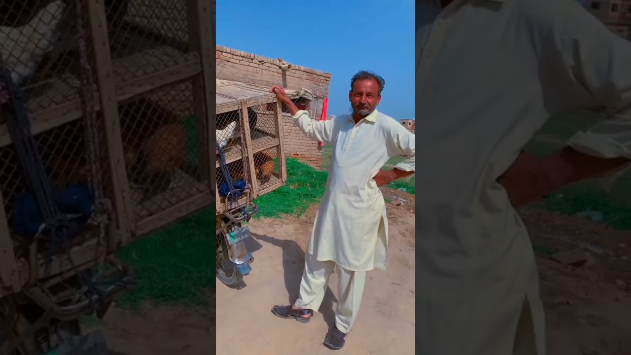Ali bhai poultry farm sargodha #villagelife #poultry #poultryfarming