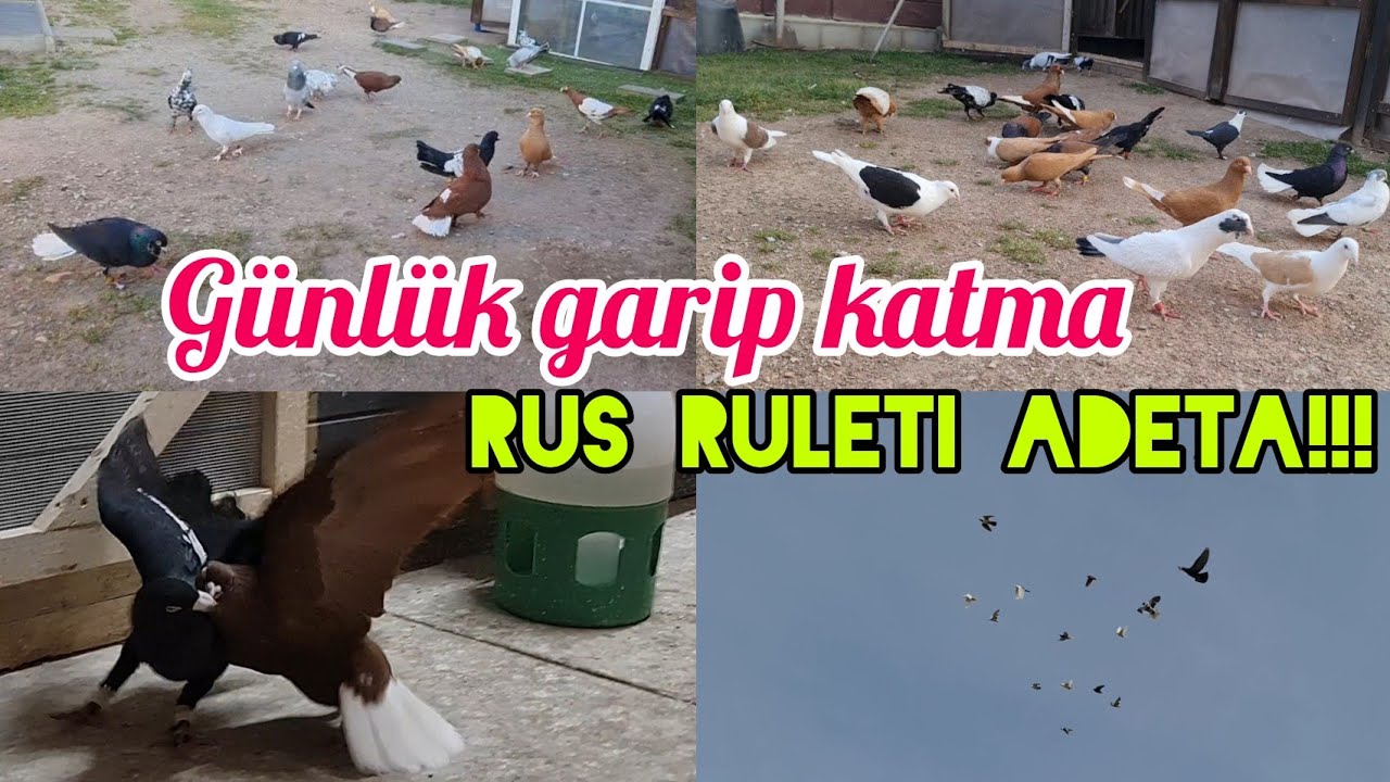 Rus ruleti adeta,günlük kaçak katma#aksoyfiloelvanguvercinleri