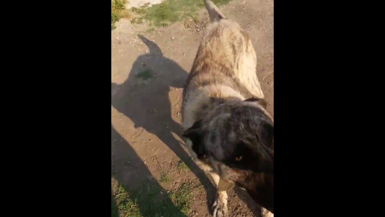 Karayaka kangal 3(yavrulari)