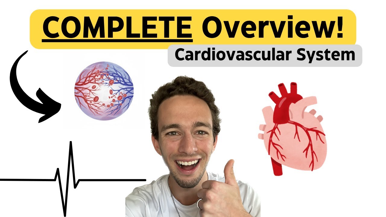 Сердечно-сосудистая система: всесторонний обзор!