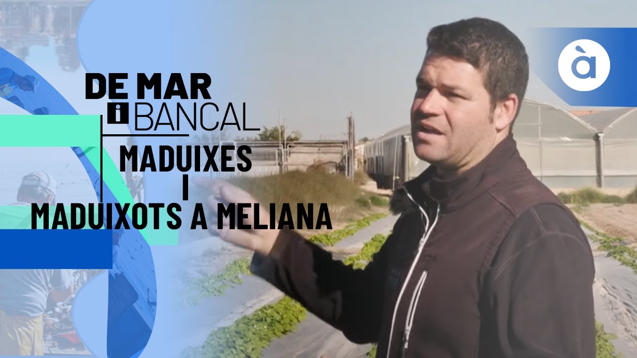 Maduixes i maduixots a Meliana - De mar i bancal