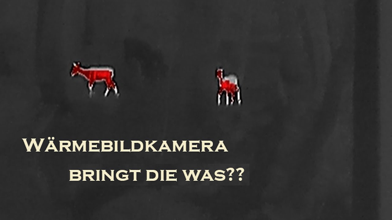 Wärmebildkamera für die Tierfotografie - ist sie wirklich hilfreich?
