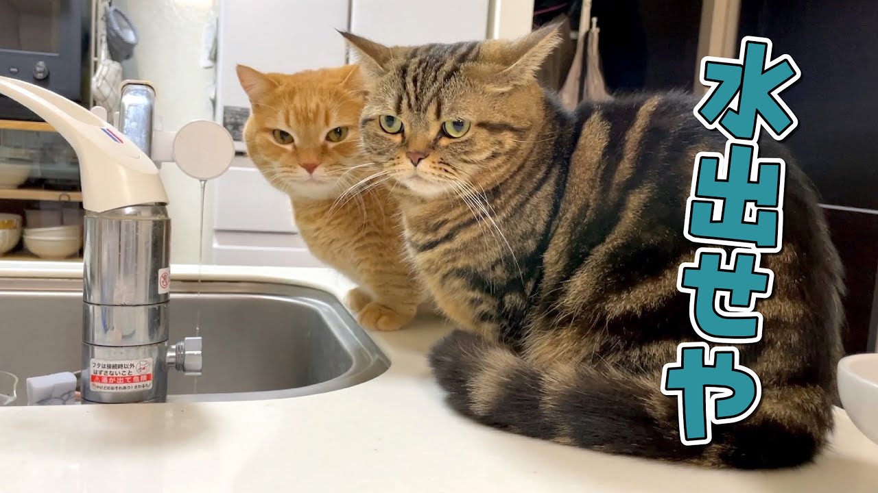 蛇口の水を出せとふたりでアピールしてくる猫たちが可愛すぎる…！