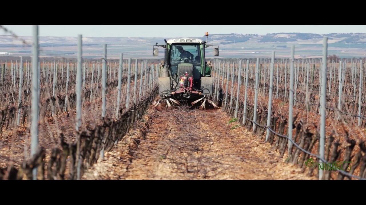 Prepoda, poda, atado y picado en viñedos - DALMADEL