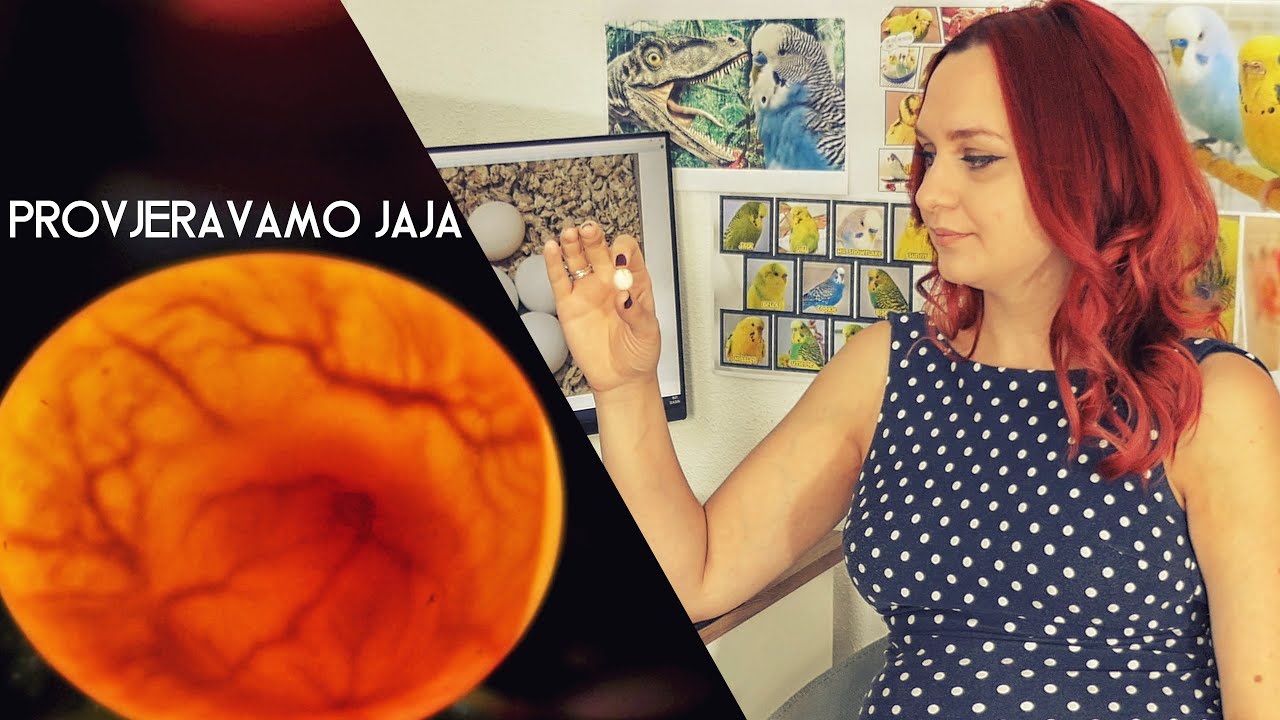 Kako provjeriti plodnost jajeta kod ptica i papagaja?