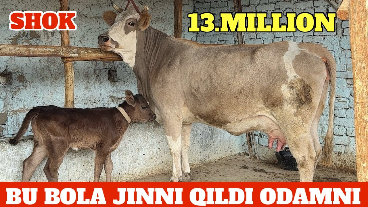DOSTON ABI JANGDA 13.MLNDAN KETTI XALQIM MAZZA QILSIN YETADI 22.MLN BOLASI BUQA🤣