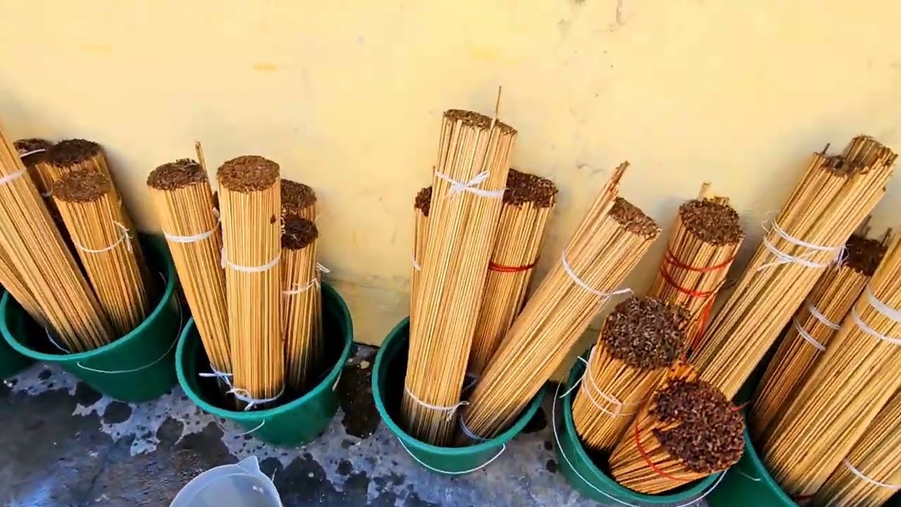 Como tratar bambu Taquara - Hidrata&ccedil;&atilde;o, Cura e Imuniza&ccedil;&atilde;o