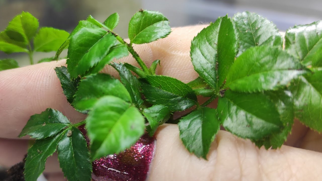 Укоренение роз почкой 🌹🌹🌹Первые результаты через три недели 🌿🌿