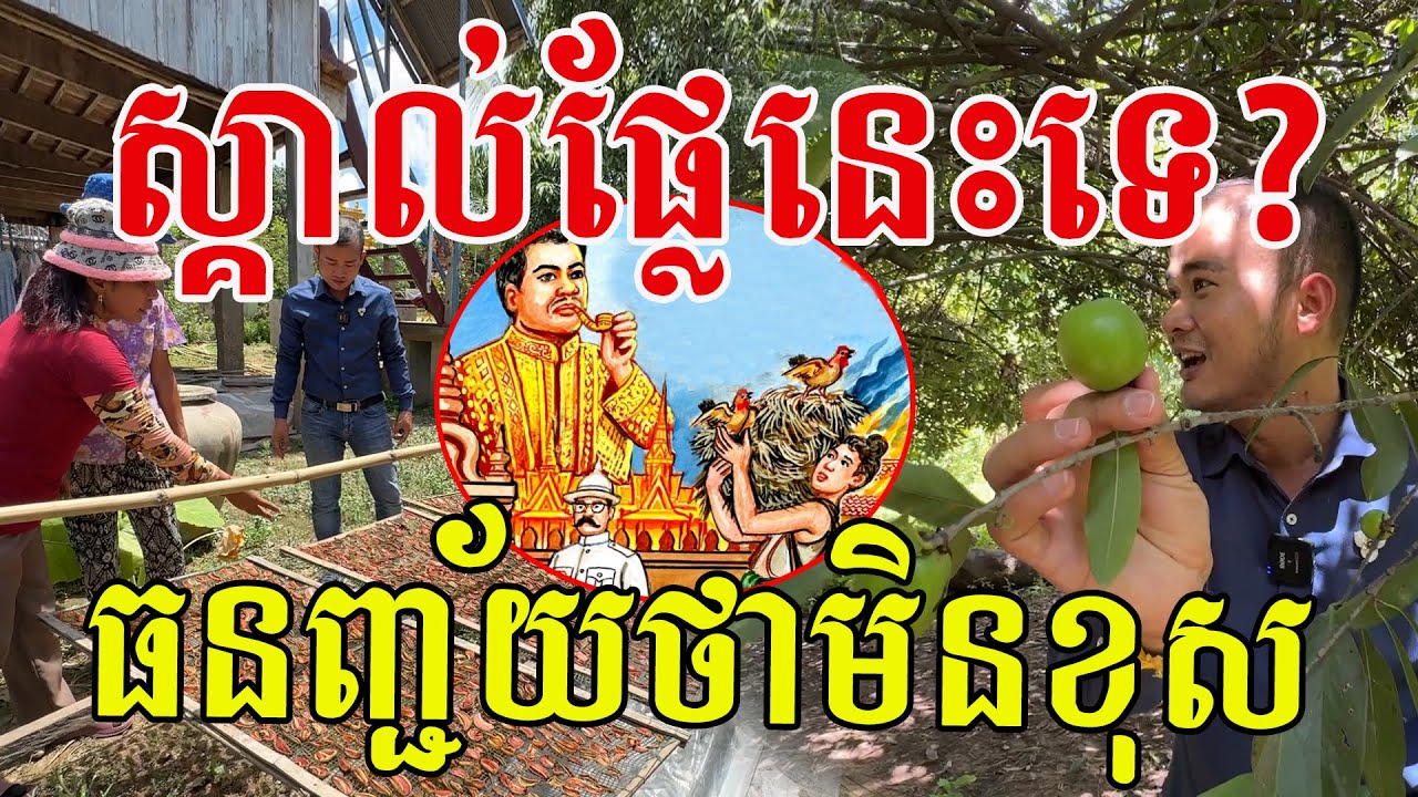 ស្គាល់ផ្លែនេះទេបងប្អូន? ធនញ្ជ័យនិយាយមិនខុស ផ្លែល្អៗណាស់