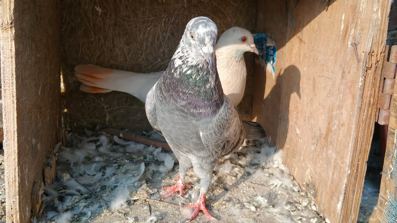 आज दो कबूतर लाई 💖🫶         #kabutarlover #kabutar #pigeon #birds #newkabutar #💖🫶