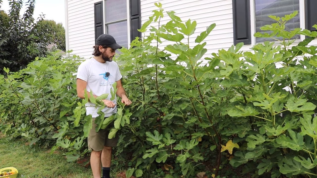 Where to Plant a Fig Tree