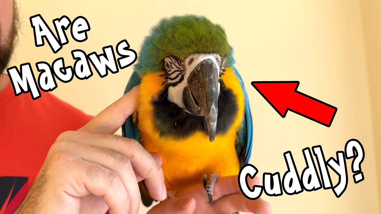 Are Macaws Cuddly? Especially When They Grow Up?