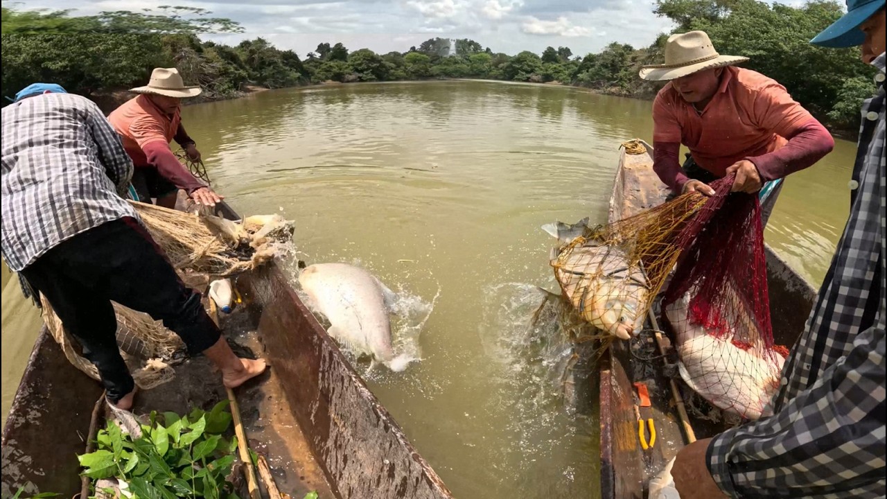 Amigos de la Pesca cap 73: Pescamos SIETE cachamas de 10 KILOS de un solo tarrayazo.