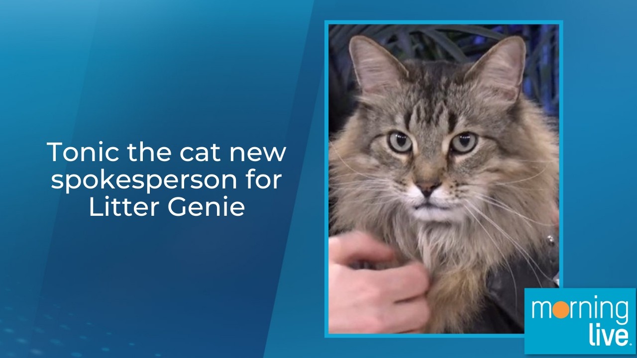 Tonic the cat new spokesperson for Litter Genie