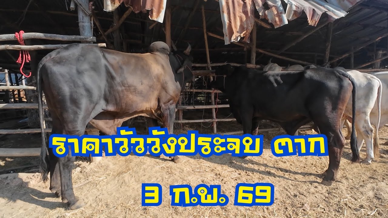 ราคาวัวตลาดนัดโคกระบือวังประจบ ตาก(3 กุมภาพันธ์ 2569)