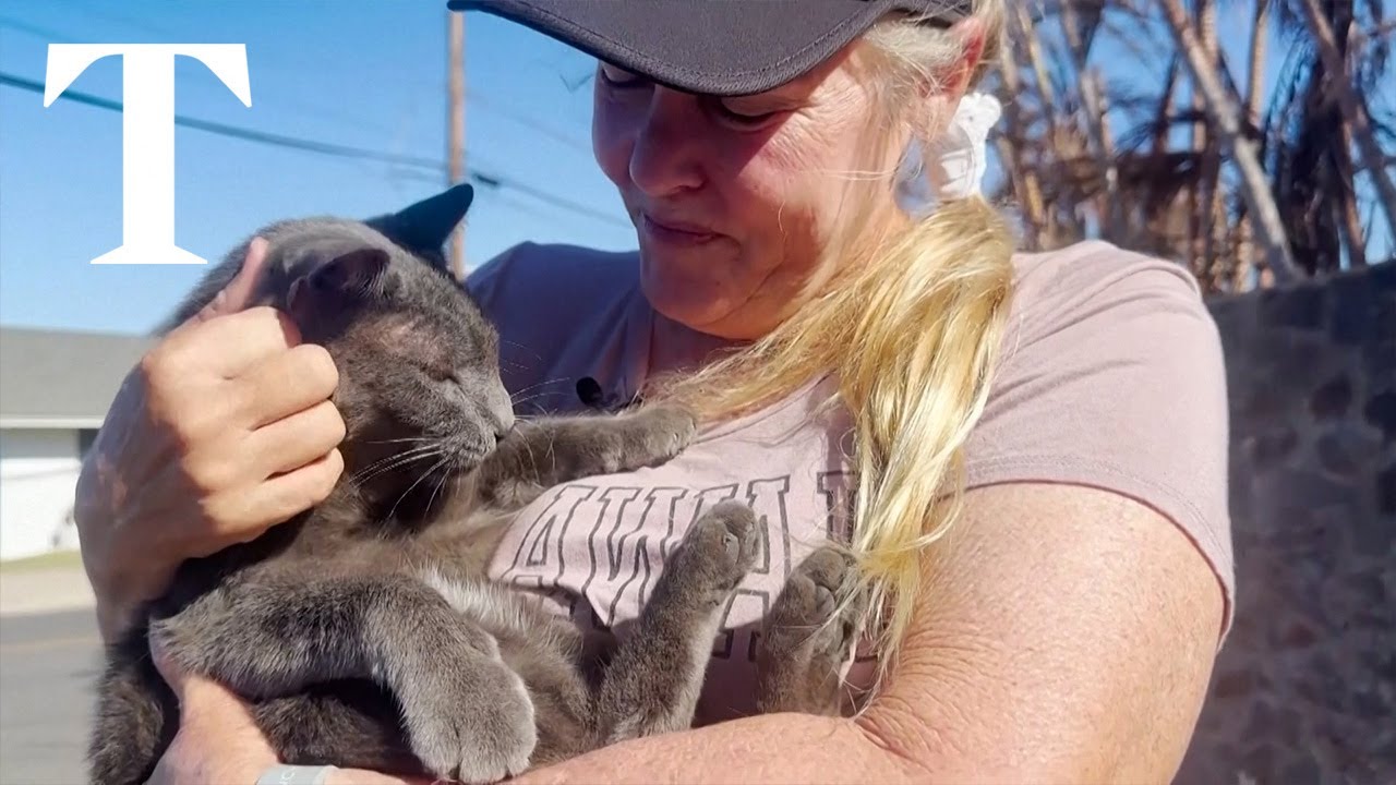 Maui resident who lost home in wildfires returns every day to feed her cats