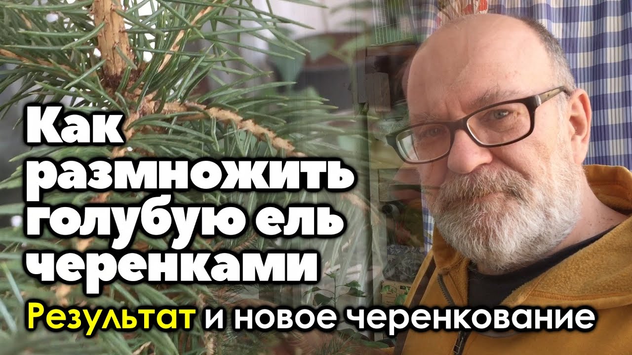 Размножение голубой ели черенками. Результат зимнего и новое, весеннее черенкование голубой ели.