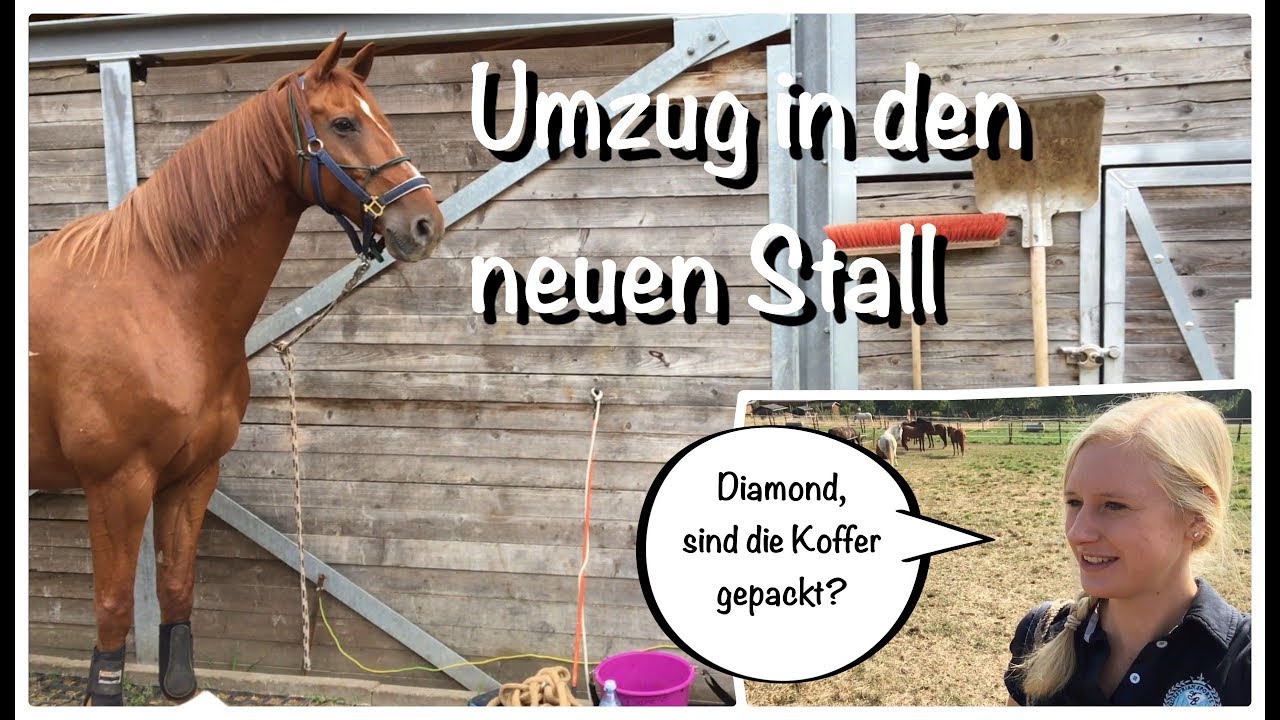 FMA: Stallwechsel, ihr seid dabei!