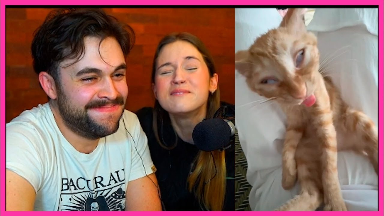 Tente não rir com GATINHOS fofos 🥰