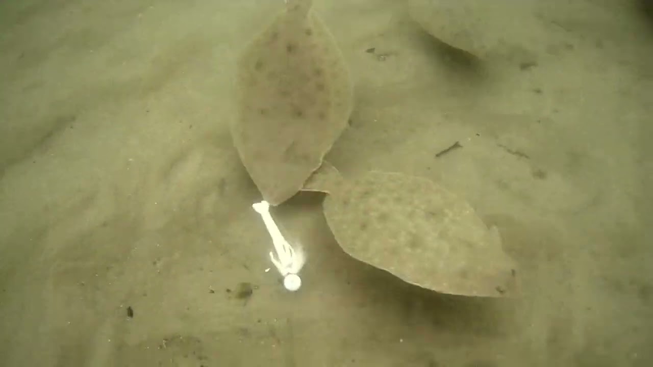 flounder / fluke fishing with Berkley's gulp shrimp and blood worms   underwater camera view
