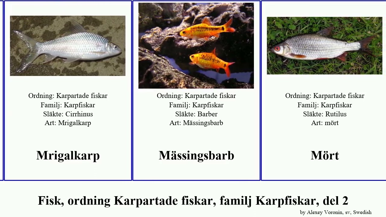 Fisk, ordning Karpartade fiskar, familj Karpfiskar, del 2 notropis labeo labeobarbus luciobarbus