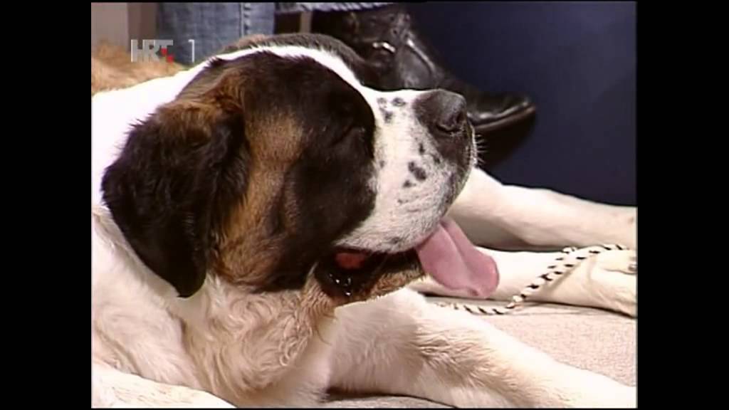 Emisija Kucni ljubimci-Bagzi's Saint Bernard Kennel Banja Luka