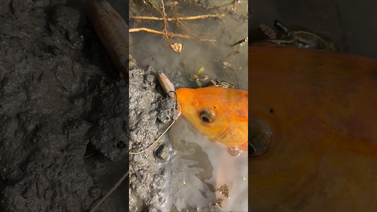beautiful village fishing 