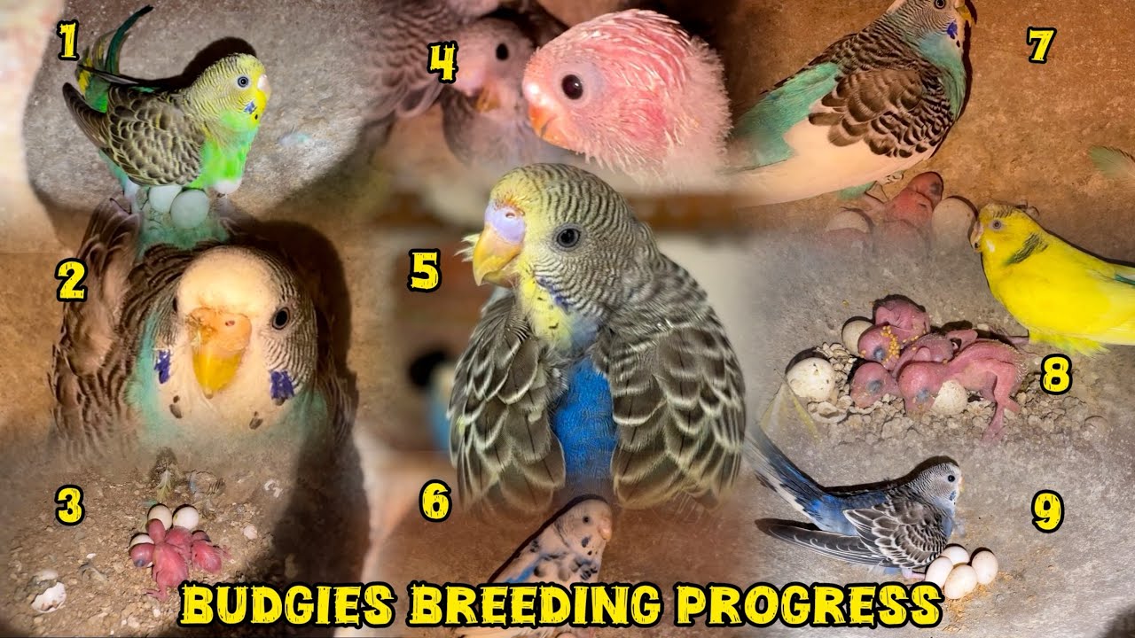 Budgies Breeding Progress 2026💙💛#birds#lovebirds #parrot#budgies #birdsounds#shorts #birdbreeding