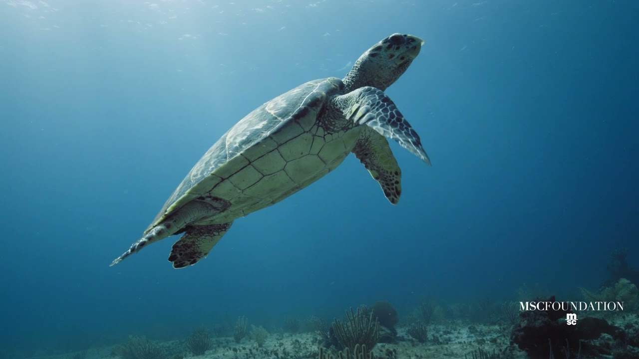 Introducing our Marine Conservation Center