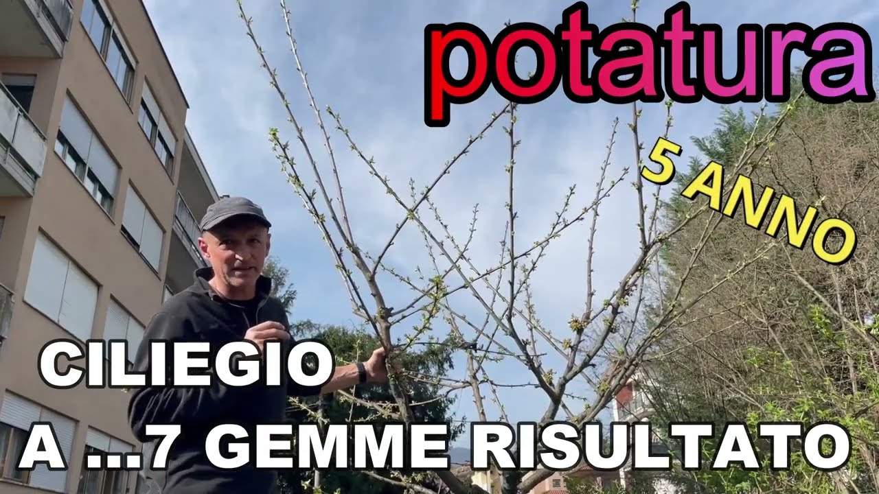 POTATURA CILIEGIO RISULTATO A 7 GEMME