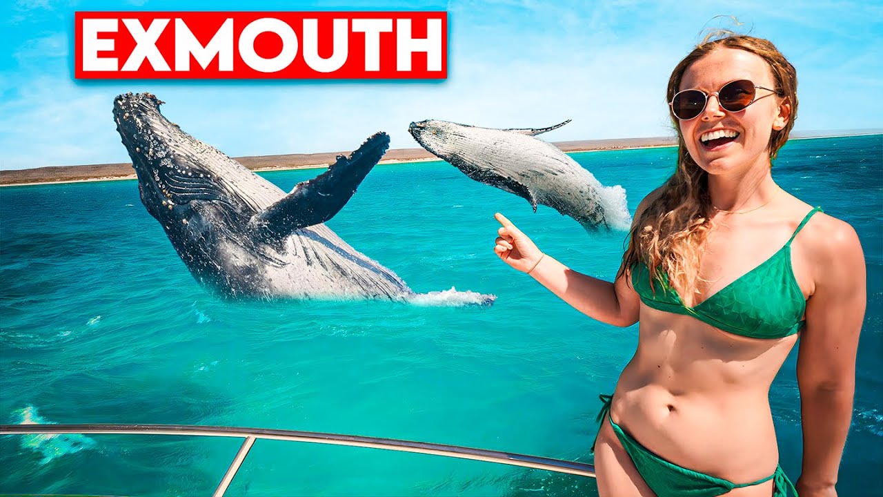 Swimming with Humpback Whales: Ningaloo Reef Adventure of a Lifetime!