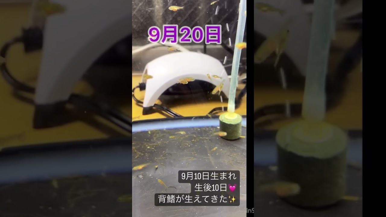 金魚の稚魚の成長記録🥰幼魚になるまで。