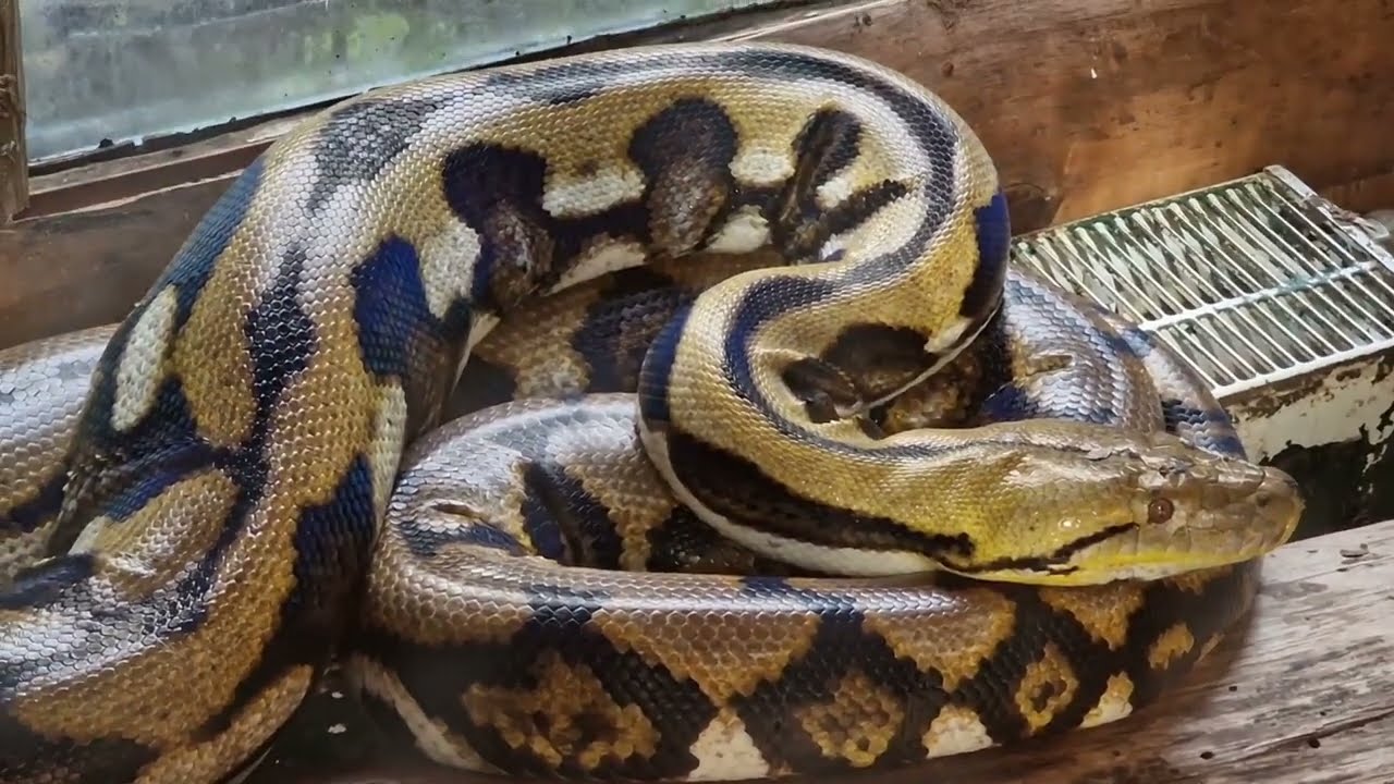 Zoo am Rammelsberg in Kassel mit küssenden Alpakas und Netzpython - 2023