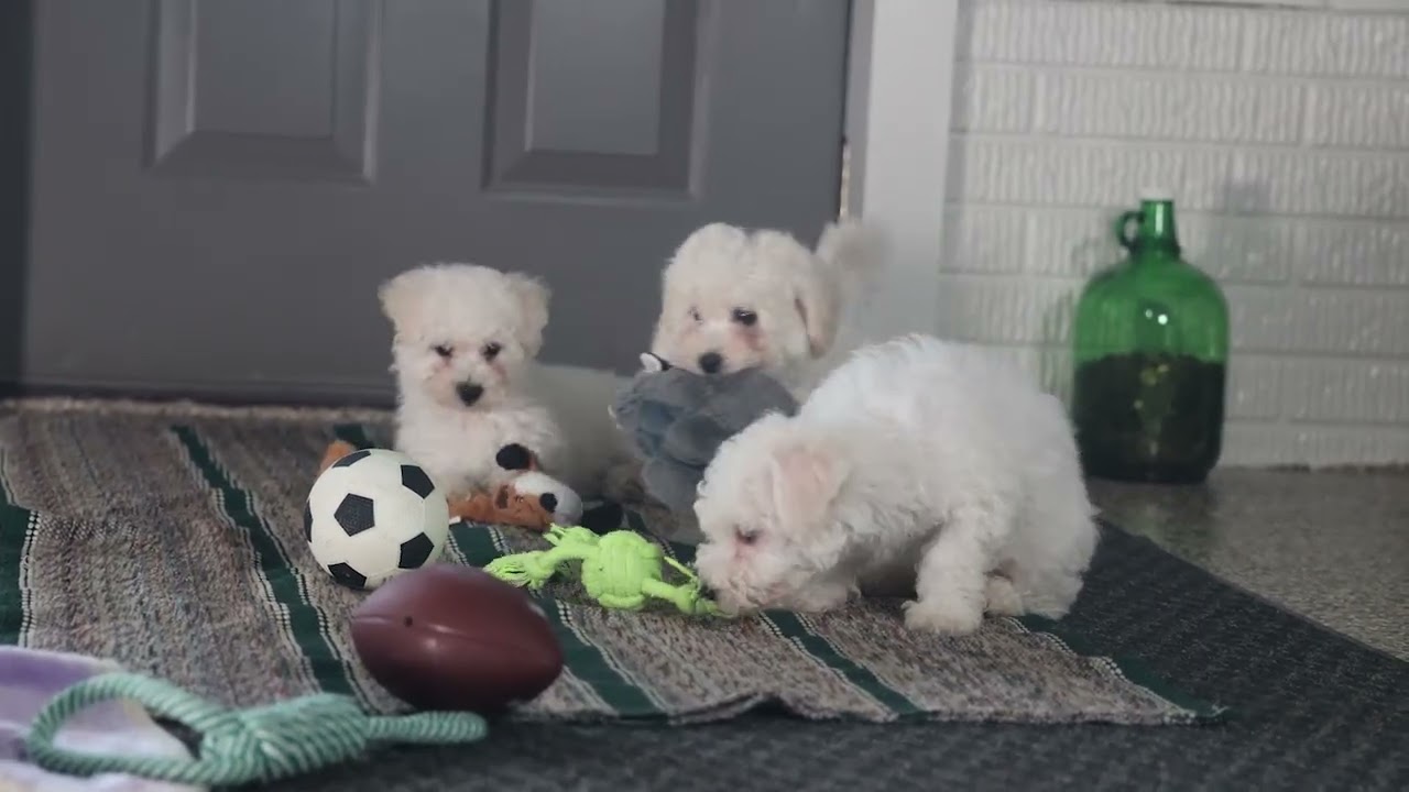 Bichon Puppies